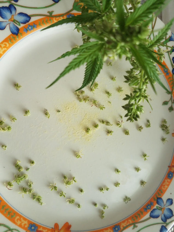 bngpollen.jpg
