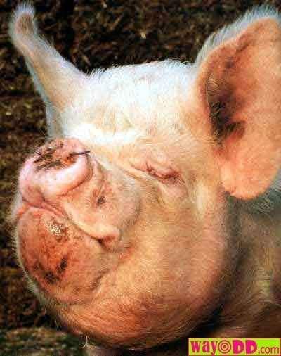 funny-pictures-ugly-hog-1J7.jpg