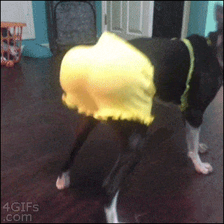 tumblr_o7haqpo0ZY1v8uqeqo1_400.gif
