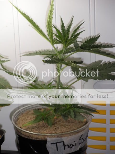 DSCN1633.jpg