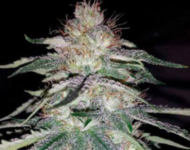 humboldt-seeds-lost-coast-og-seeds-1.jpg