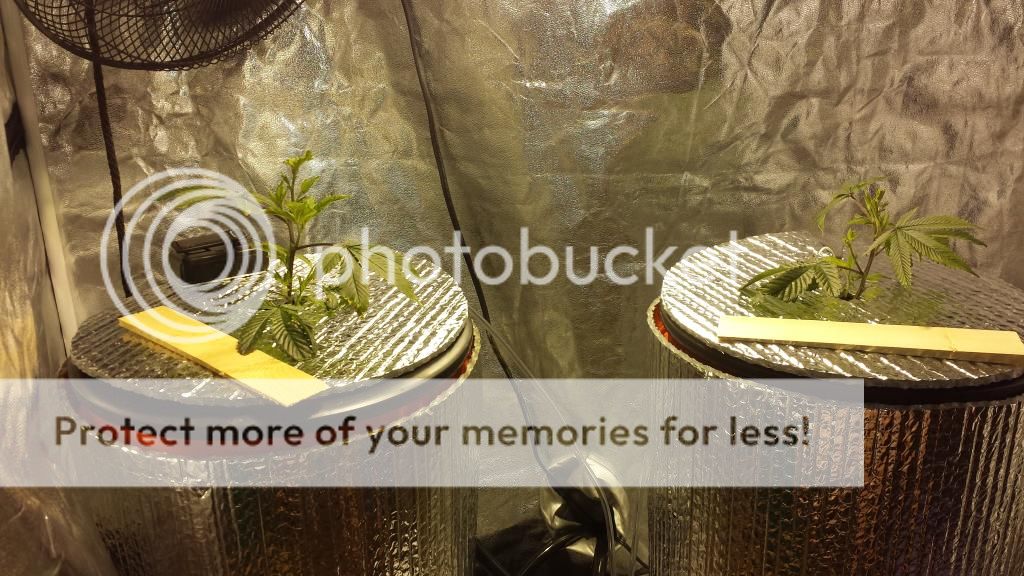 20141015_204754_zps66wq5xh1.jpg
