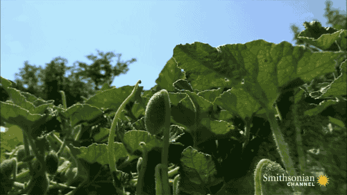 gifs_12.gif