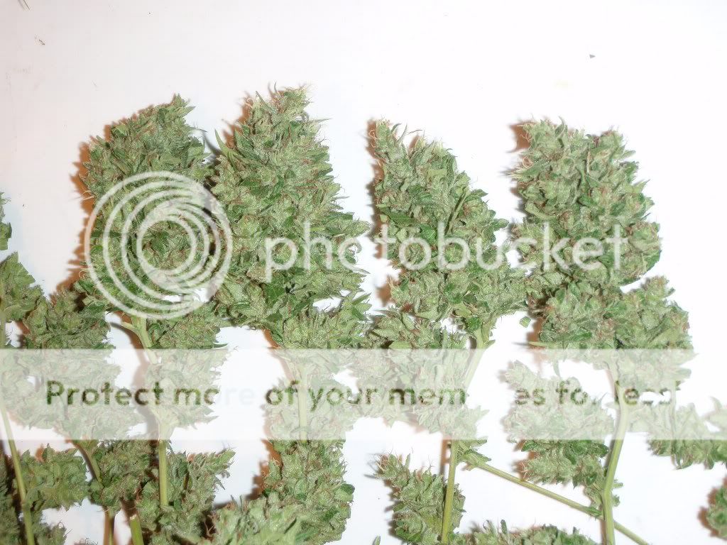 SSHoutharvest_1024x7681.jpg