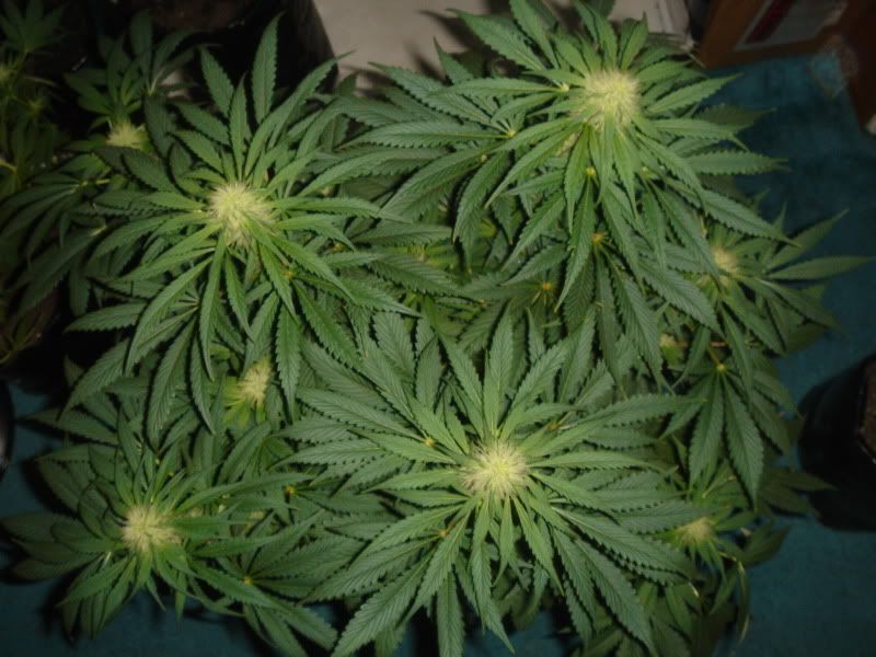 NewBudPorn005.jpg