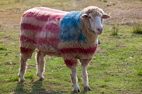america-sheep.jpg