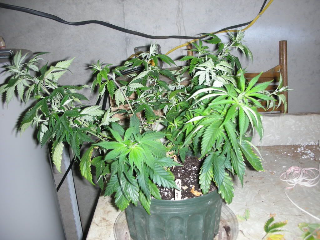 DSCN3076.jpg