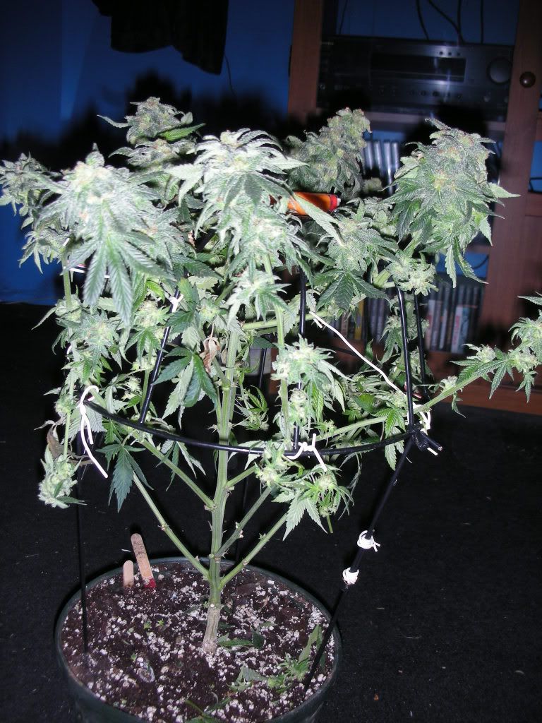 DSCN2601.jpg