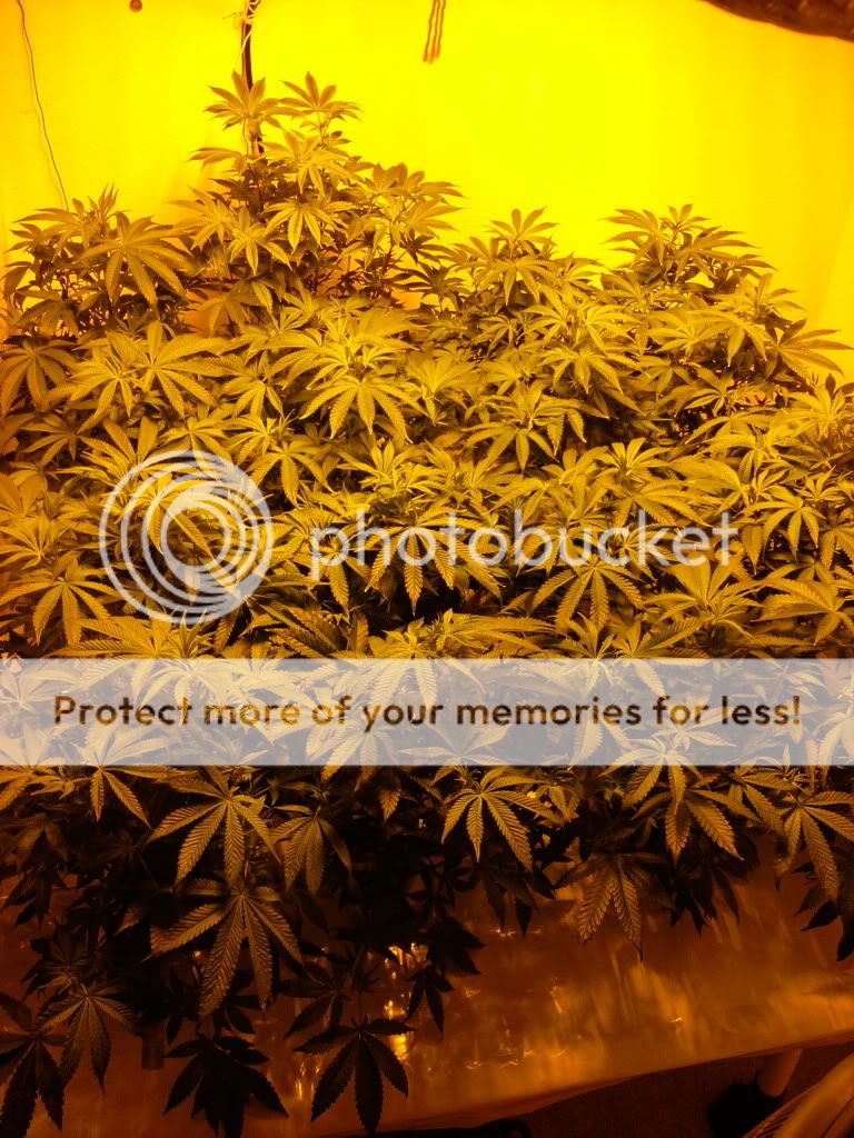 plant14.jpg