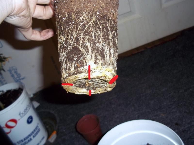 rootcut.jpg