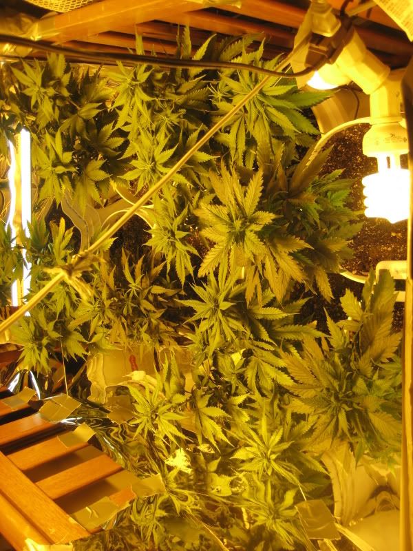 plants113.jpg