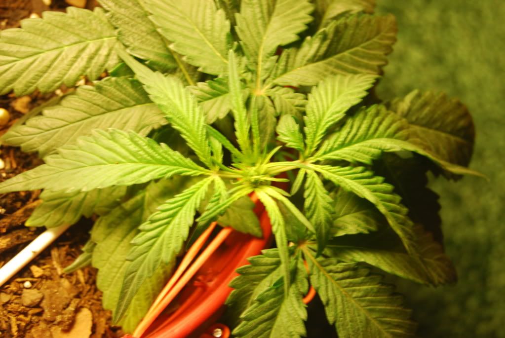 weed36006.jpg