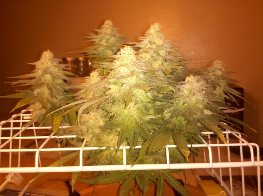 1-7-112.jpg