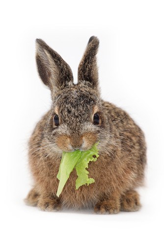 Rabbit.jpg
