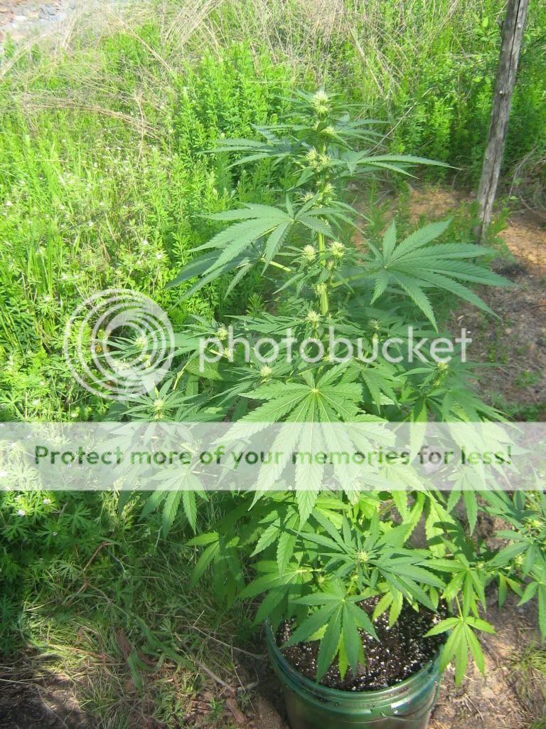 Querkle9.jpg
