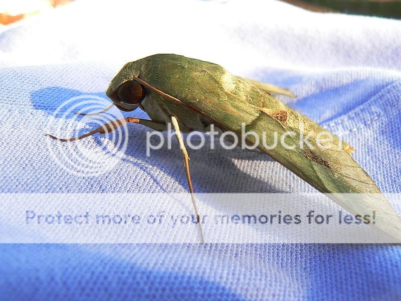 Moth.jpg