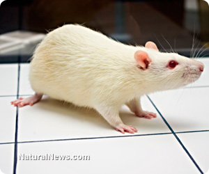 White-Mouse-Rat-Lab.jpg