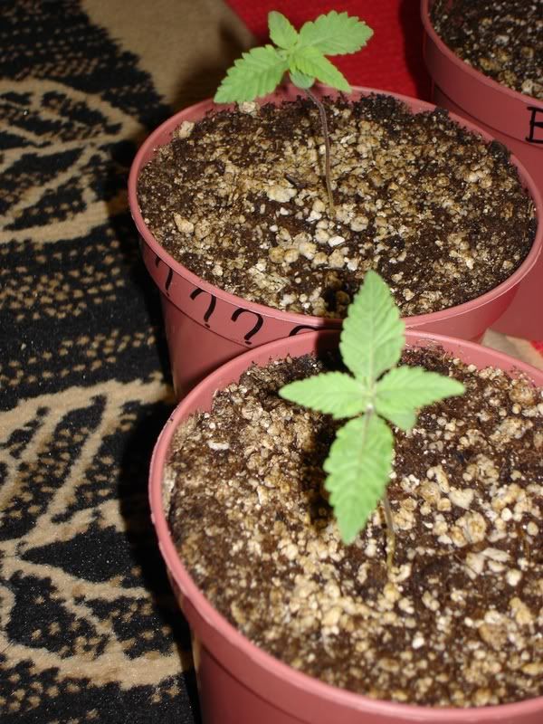 WhiteWidow.jpg