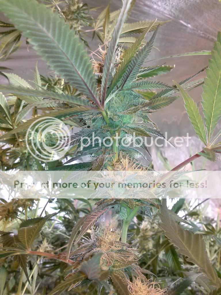 CAM00296_zps38fcca8e.jpg