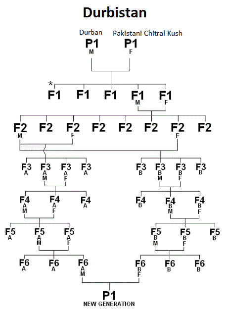 breedingchart.gif