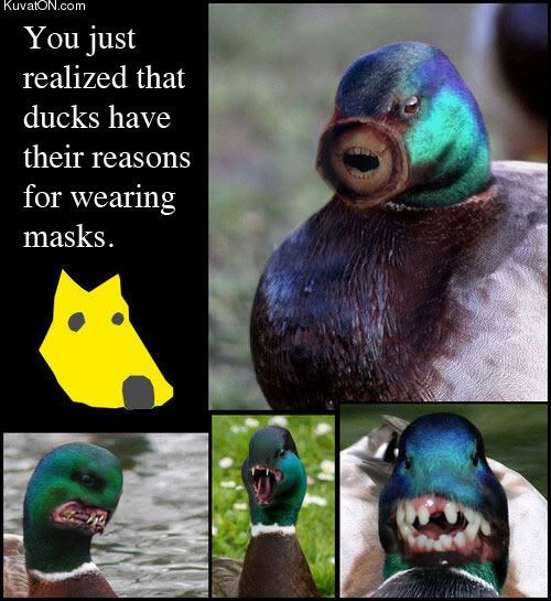 dog_masks_ducks2.jpg