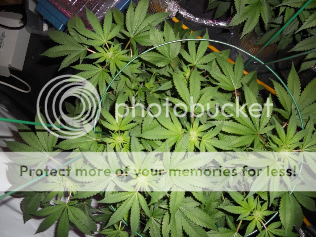 G13B2_Day24f.jpg