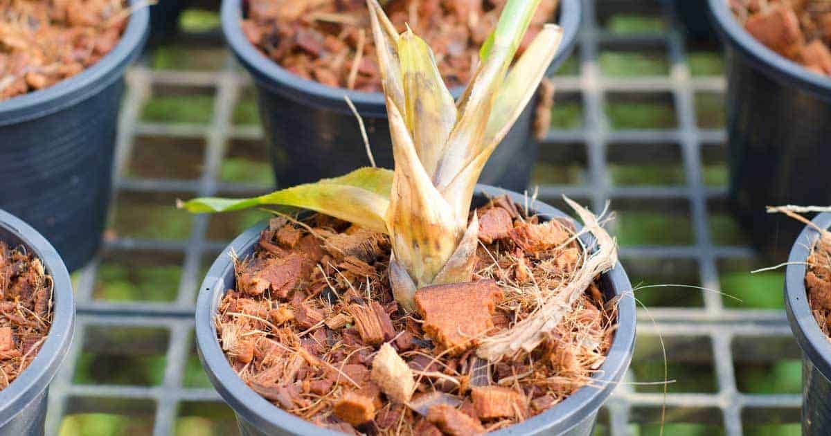 plantcaretoday.com