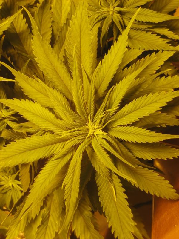 plants115.jpg