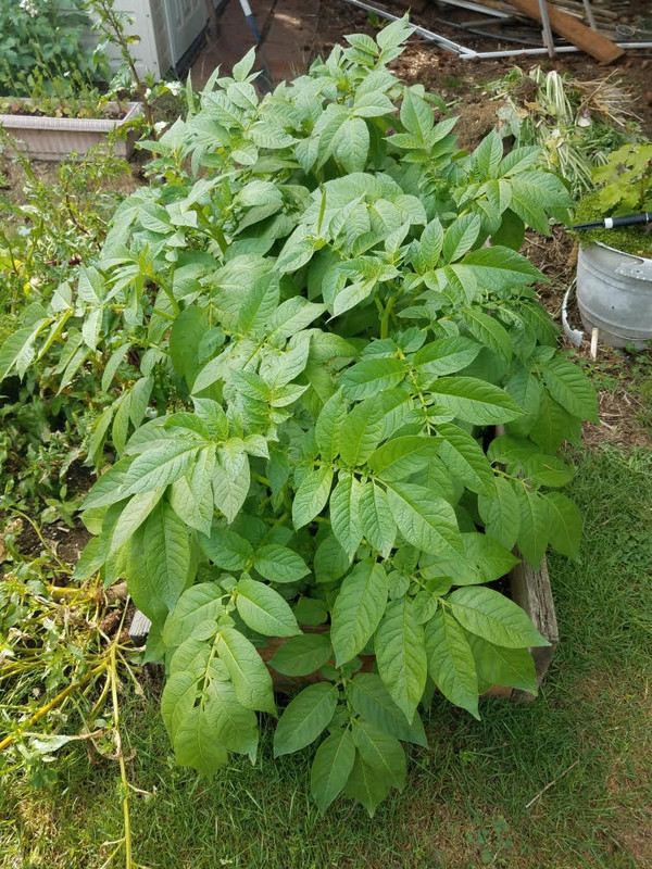5262021potatoesb.jpg