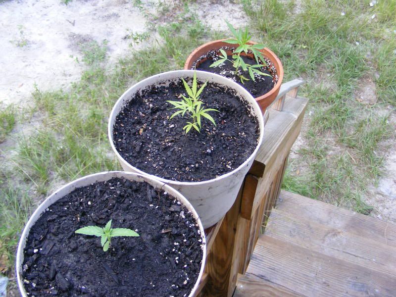 miplonts001.jpg