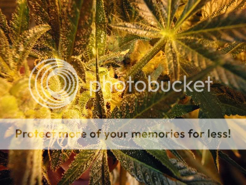 jtrseeds.jpg