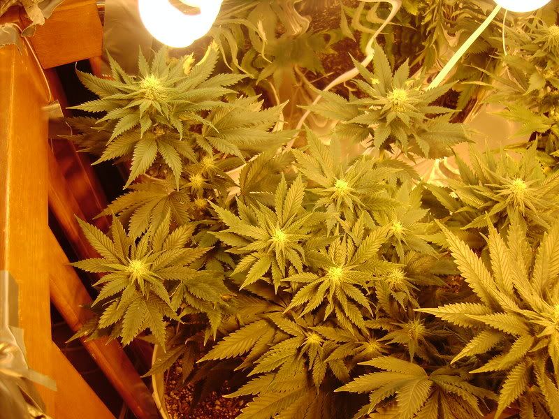 plants138.jpg