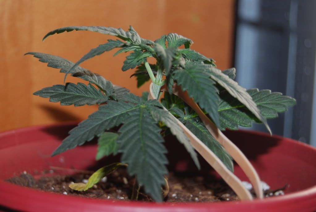 weed22011.jpg