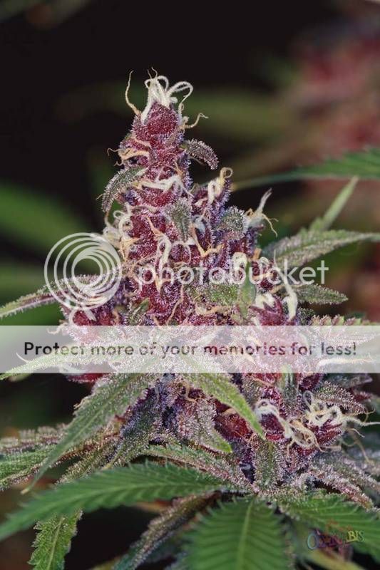 DPD_f3_-_Day_55_Blm_008-1.jpg