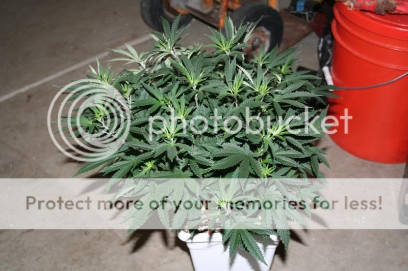 FloweringDay65005.jpg