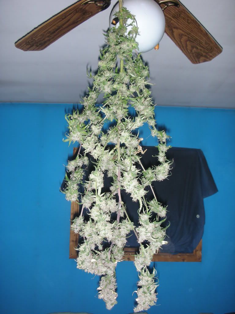 DSCN4060.jpg