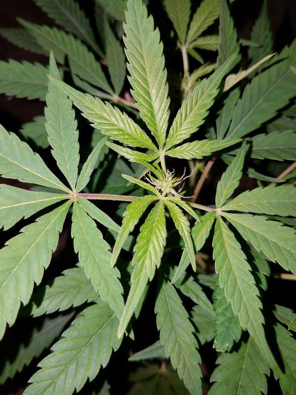 smallplant3.jpg