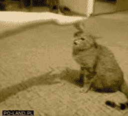gifs_07.gif