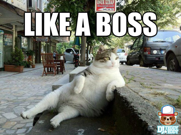 catxdjt.jpg