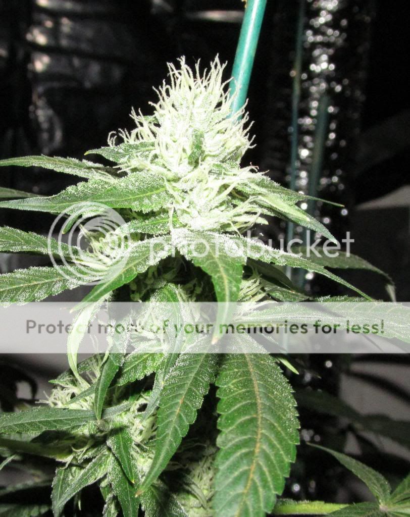 Skunk91_zps528a228b.jpg