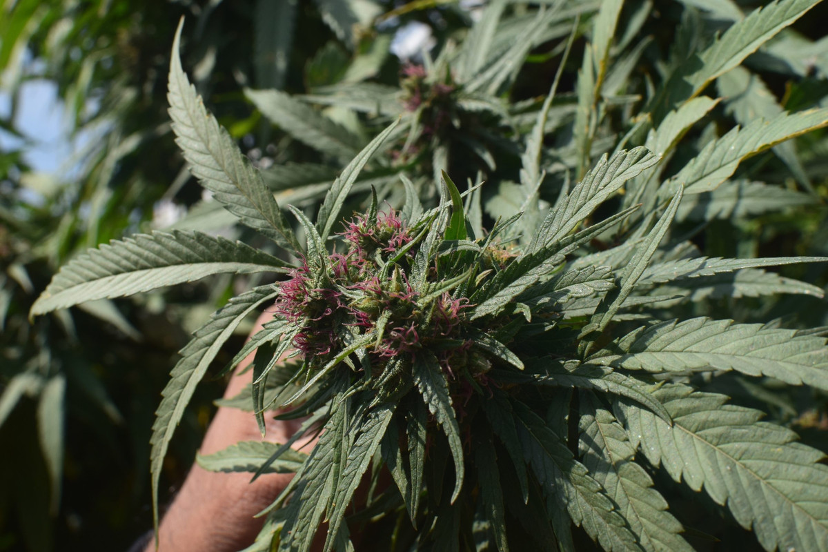 redpistils1.jpg