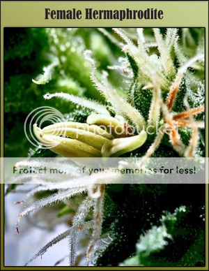 female_hermaphrodite_zps9557559c.jpg