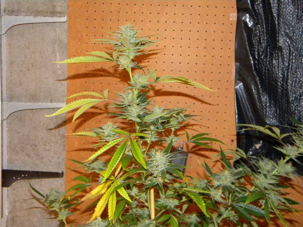 DSCN3952.jpg