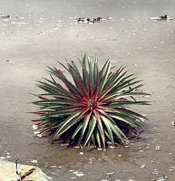 airplant2.jpg