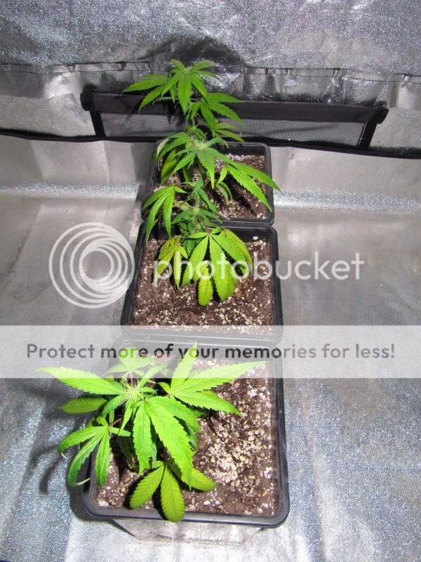 MEdicalHighTimes019.jpg
