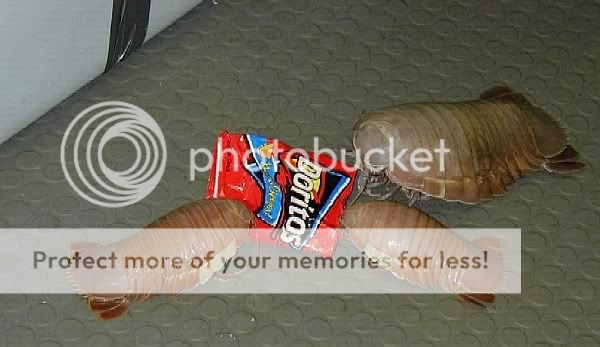 LastSnack.jpg