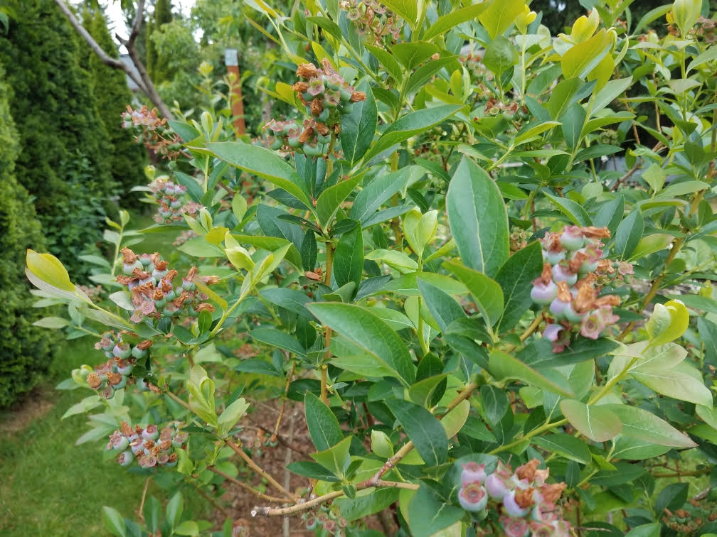 5222021blueberry.jpg