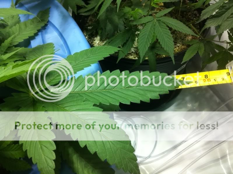 Plant3bigleaf.jpg
