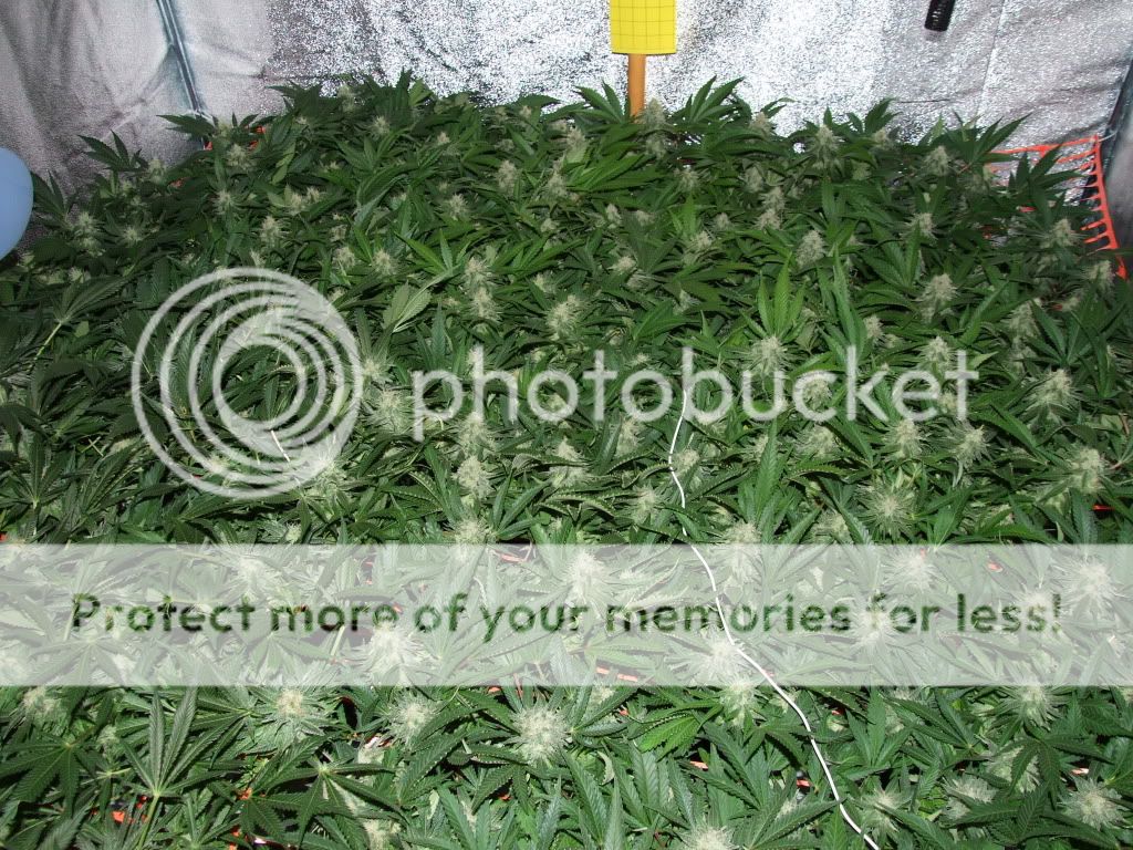 Project2012003.jpg