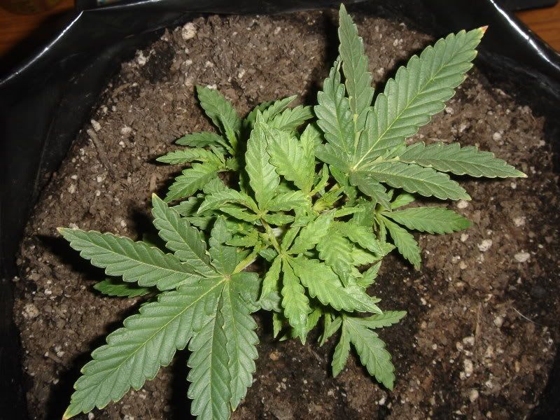 plants012.jpg